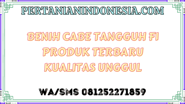 Benih Cabe Tangguh F1 Produk Terbaru Kualitas Unggul